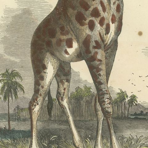 Die Giraffe (Giraffe) - Hand-Colored Zoological Print, Circa 1840, close-up 6