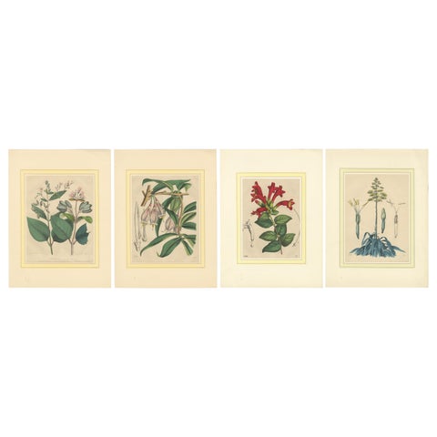 Set of Four Hand-Colored Botanical Prints from Book of Worlds, 1848