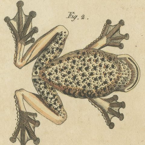 Four Colourful Tree Frogs, Antique Bertuch Print, Vienna, circa 1815, close-up 1