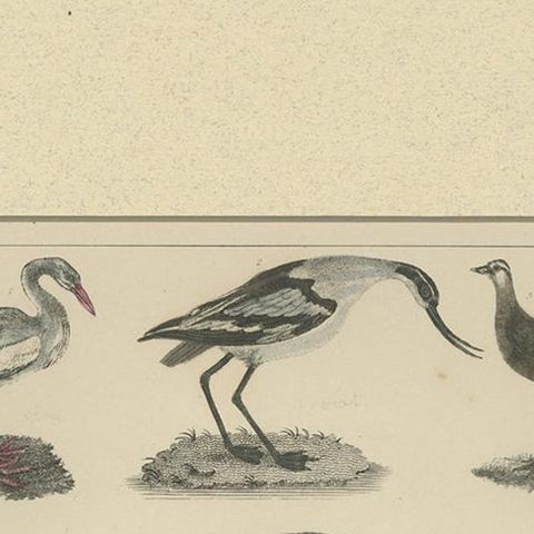 Antique Hand-Coloured Bird Engravings from Goldsmith’s Animated Nature, ca.1852, close-up 1