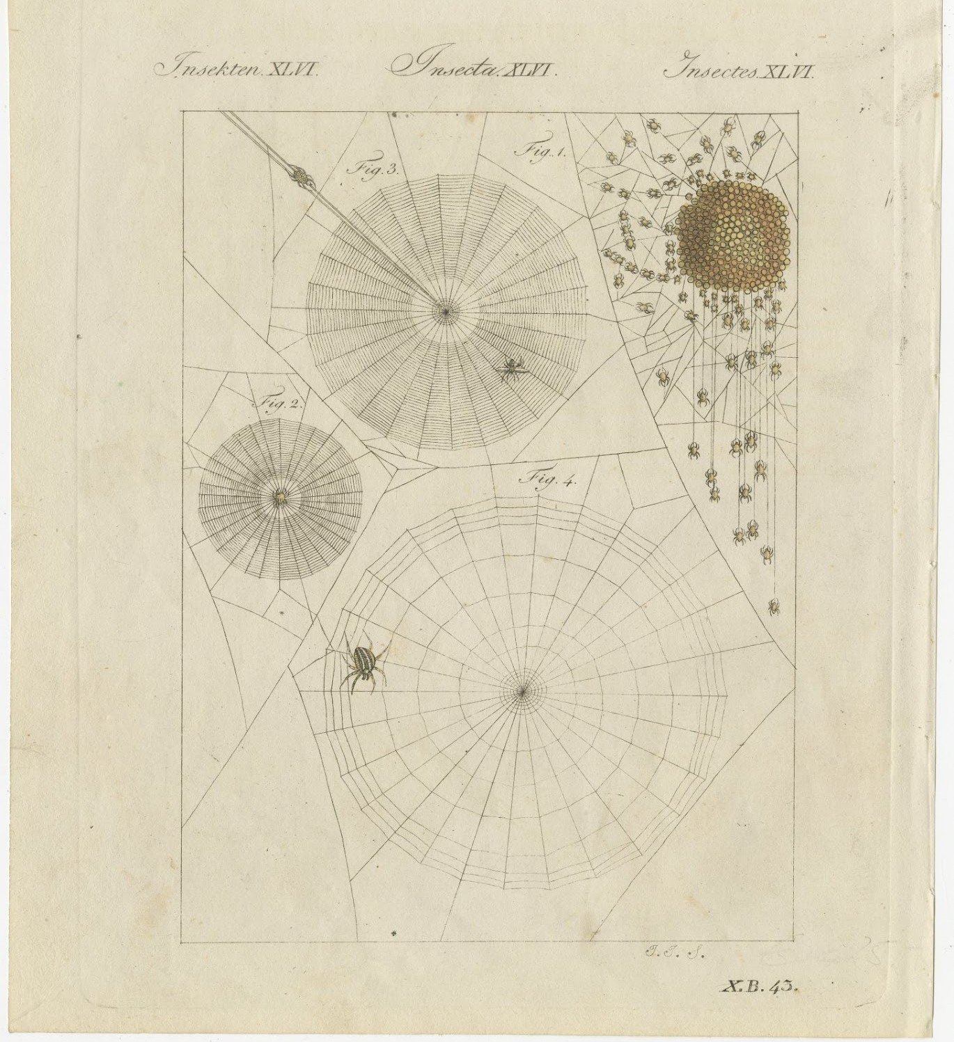 Spider Webs with Hatching Spiderlings, Antique Bertuch Print, circa 1805