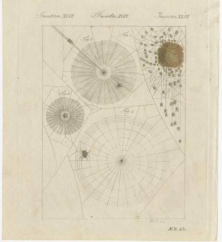 Spider Webs with Hatching Spiderlings, Antique Bertuch Print, circa 1805