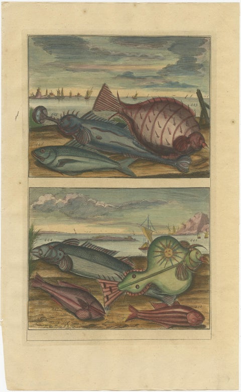 Set of 12 Colored Antique Prints of various Fish species and other Marine Life, view 5