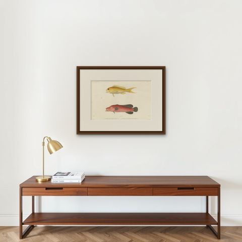 Vintage Fish Illustration, Sea Bass and Mottled Soapfish, Paris 1846, shown framed on a wall