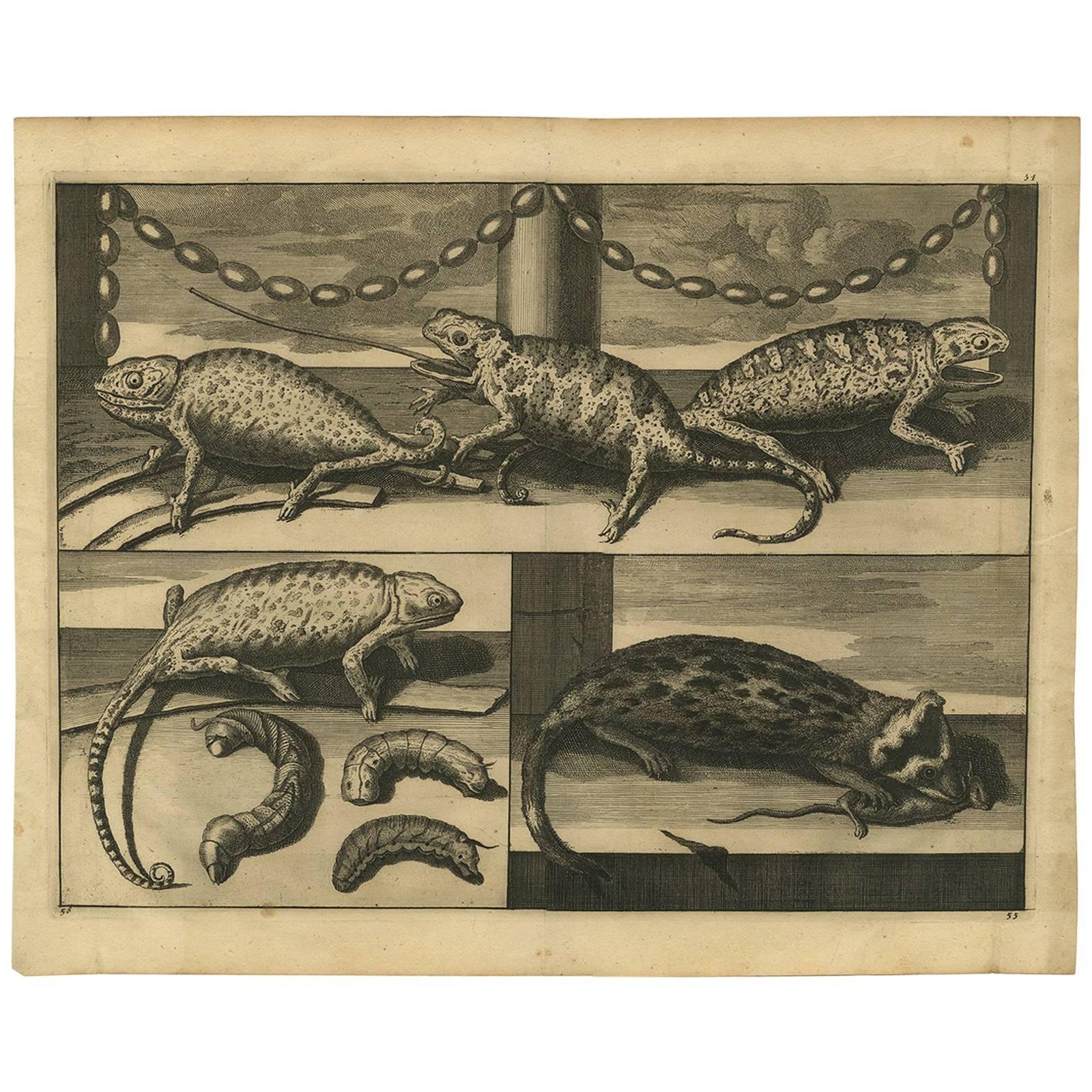 Antique Engraving of Chameleons and Rodents, Circa 1700