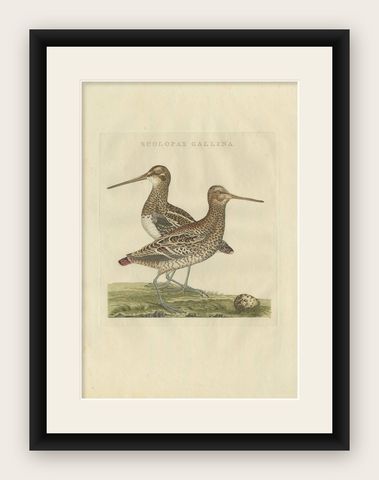 Antique Bird Print of the Great Snipe by Sepp & Nozeman, 1797, shown framed