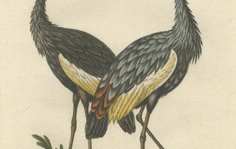 Hand-Colored Engraving of the Crested African Crane by Johann Seligmann. ca.1770, close-up 1