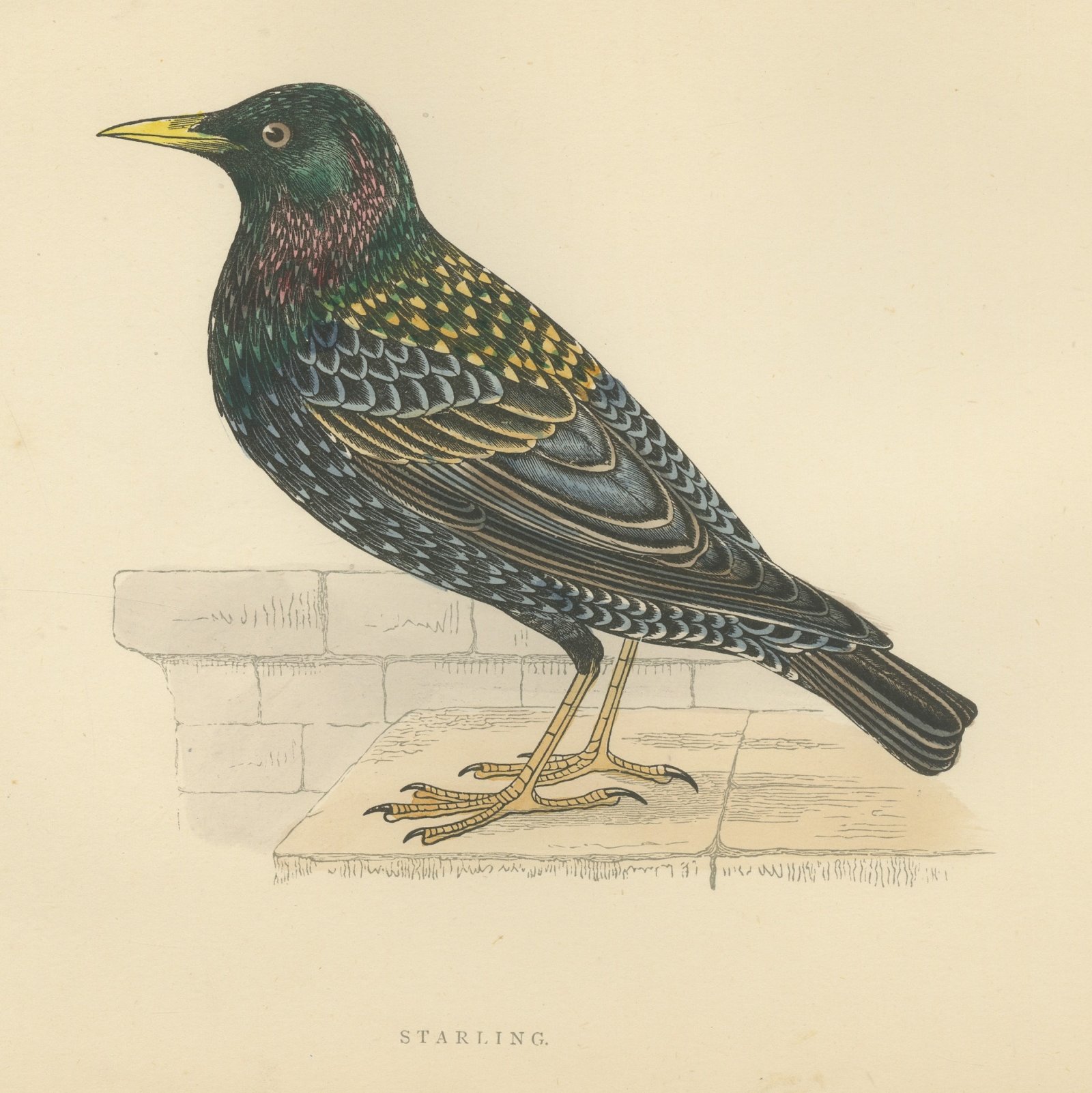 Starling on a Stone Ledge, Hand Colored Wood Engraving, Morris, 1896