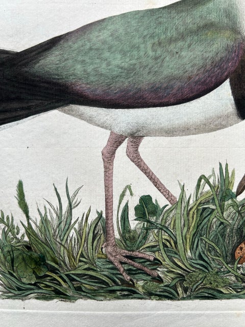 Northern Lapwing, Gavia vulgaris, Tringa vanellus, Nozeman & Sepp, 1770–1829, view 7