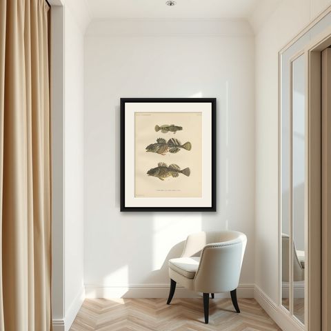 Freshwater Bullhead and Short-Spined Sea Scorpion - Striking Fish Litho, 1895, shown framed in a room