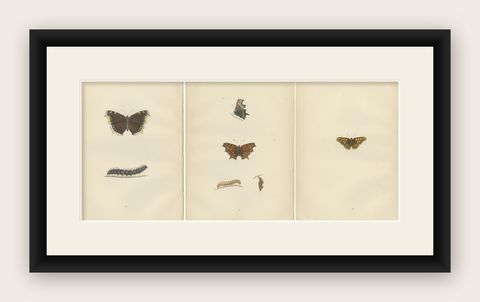 Metamorphosis in Motion: A Triptych of Butterfly Life Stages, 1890, shown framed