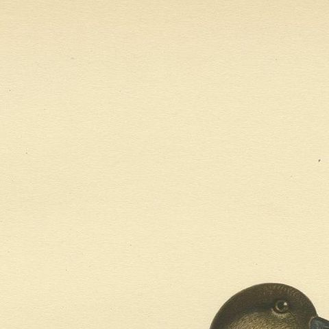 Antique Bird Print of a Female Black Scoter by Von Wright, 1929, close-up 1