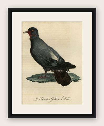 Antique Handcolored Bird Print of a Dove Named Le Colombi-Galline, Male, 1800, shown framed