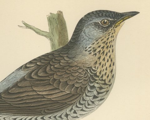 Fieldfare on a Green Stump, Hand Colored Thrush Print, Morris, 1896, close-up 1