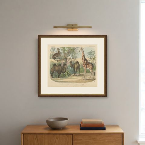 Antique Giraffe and Camel Print with Dromedary and Llama, Kolb, circa 1890, shown framed on a wall