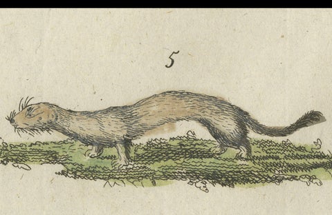 Antique Print of Otters, Martens, Ermine, a Squirrel and a Beaver, circa 1820, close-up 2