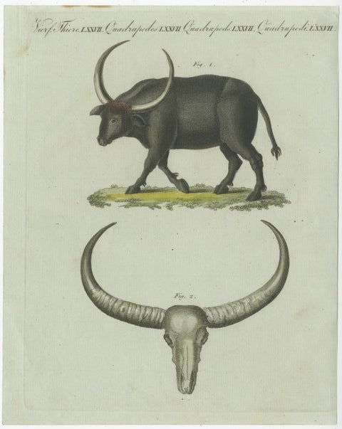 Antique Print of a Buffalo and Buffalo Skull, view 3