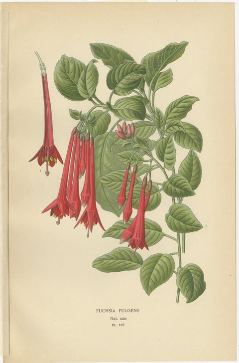 Botanical Prints: Fuchsia Globosa, Fuchsia Fulgens & Gaura Lindheimeri, 1897, view 3