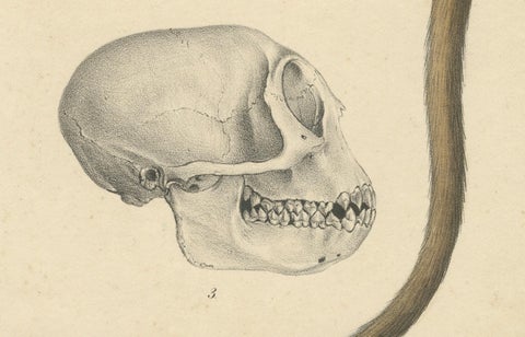 Rare Vintage Print: Olive Colobus Monkey - Natural History Art, circa 1853, close-up 3
