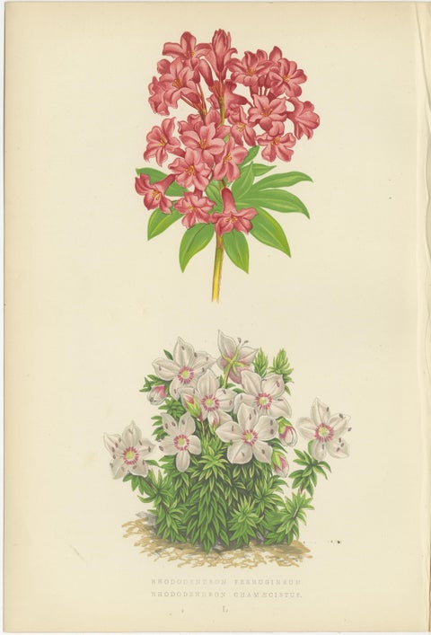 Antique Botanical Wall Art Set of 3, Alpine Rose, Primrose & Wildflowers, 1874, view 2