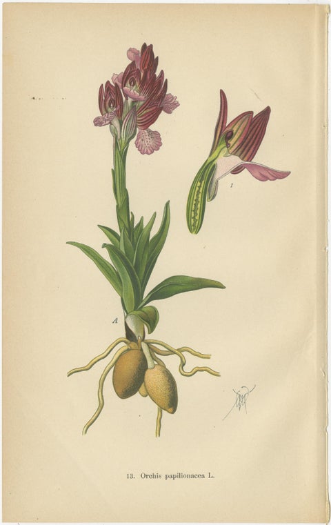 Ephemeral Elegance: Orchids of 1904 in Müller's Illustrations, view 4