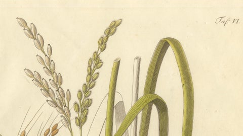 Antique Rice Botanical Print, Oryza Sativa, Hand Colored, c.1831, close-up 1
