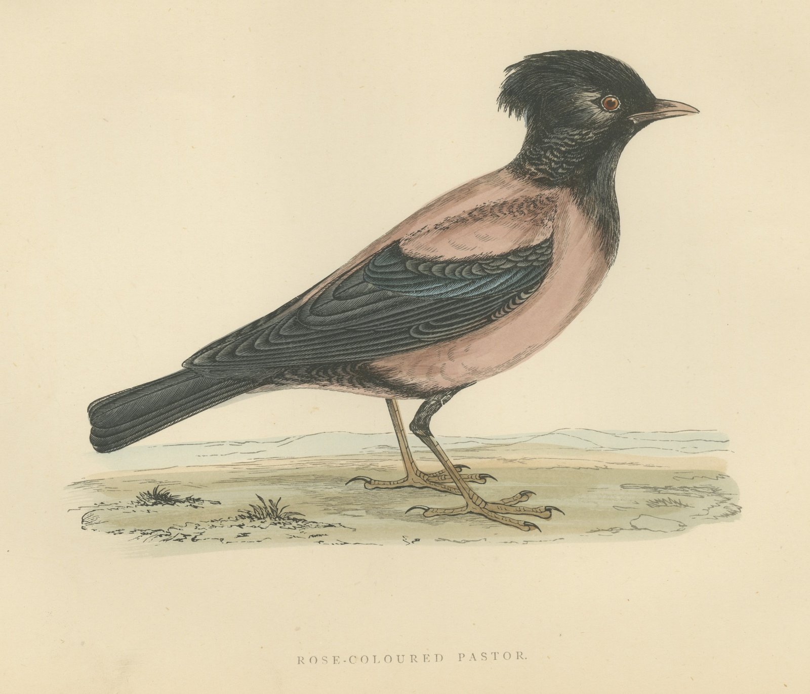 Rose Colored Pastor or Rosy Starling, Antique Hand Colored Print, 1896