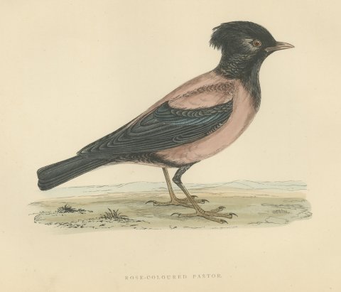 Rose Colored Pastor or Rosy Starling, Antique Hand Colored Print, 1896