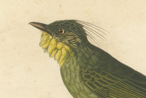 Hand-Colored Engraving of a Bearded Barbet, Exotic Ornithological Print, c.1808, close-up 3
