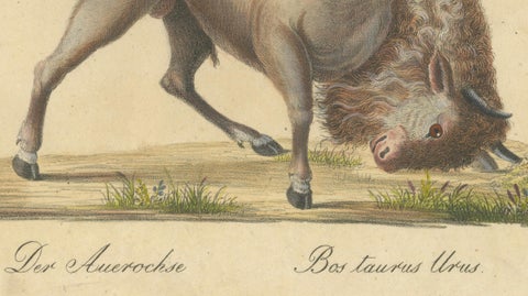 Indian Zebu Bull and Extinct Aurochs Natural History Lithograph, 1816, close-up 5