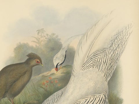 Antique Bird Print of the Silver Pheasant by Gould, circa 1850, view 3