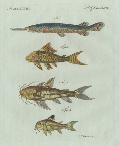 Original Antique Print of Gar and Exotic Armored Fish by Bertuch, c. 1800, close-up 5