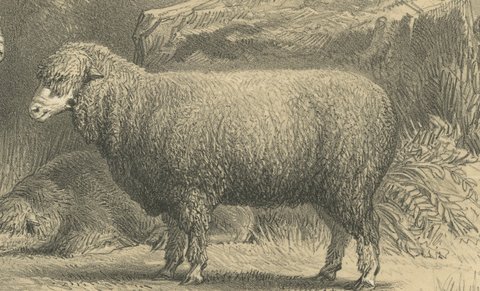 Mauchamp Merino Ram and Ewe, Rambouillet, Antique Sheep Print, 1873, view 4