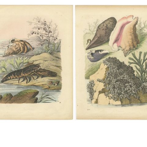 Antique Marine Prints, Lobster, Crabs, Shells, and Mollusks, circa 1850, close-up 1