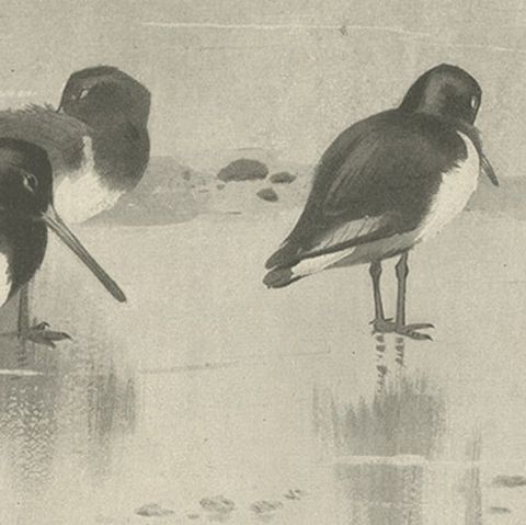 Original Old Print Showing Birds on the Seashore, 1896, close-up 3