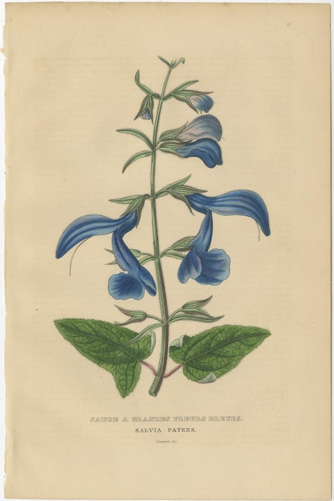 Flora's Chromatic Splendor: Hand-Colored Engravings of 1845, view 2