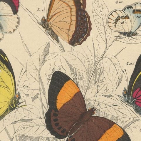 Wings of Elegance: Hand-Colored 1849 Lithograph of Exotic Butterflies, close-up 6