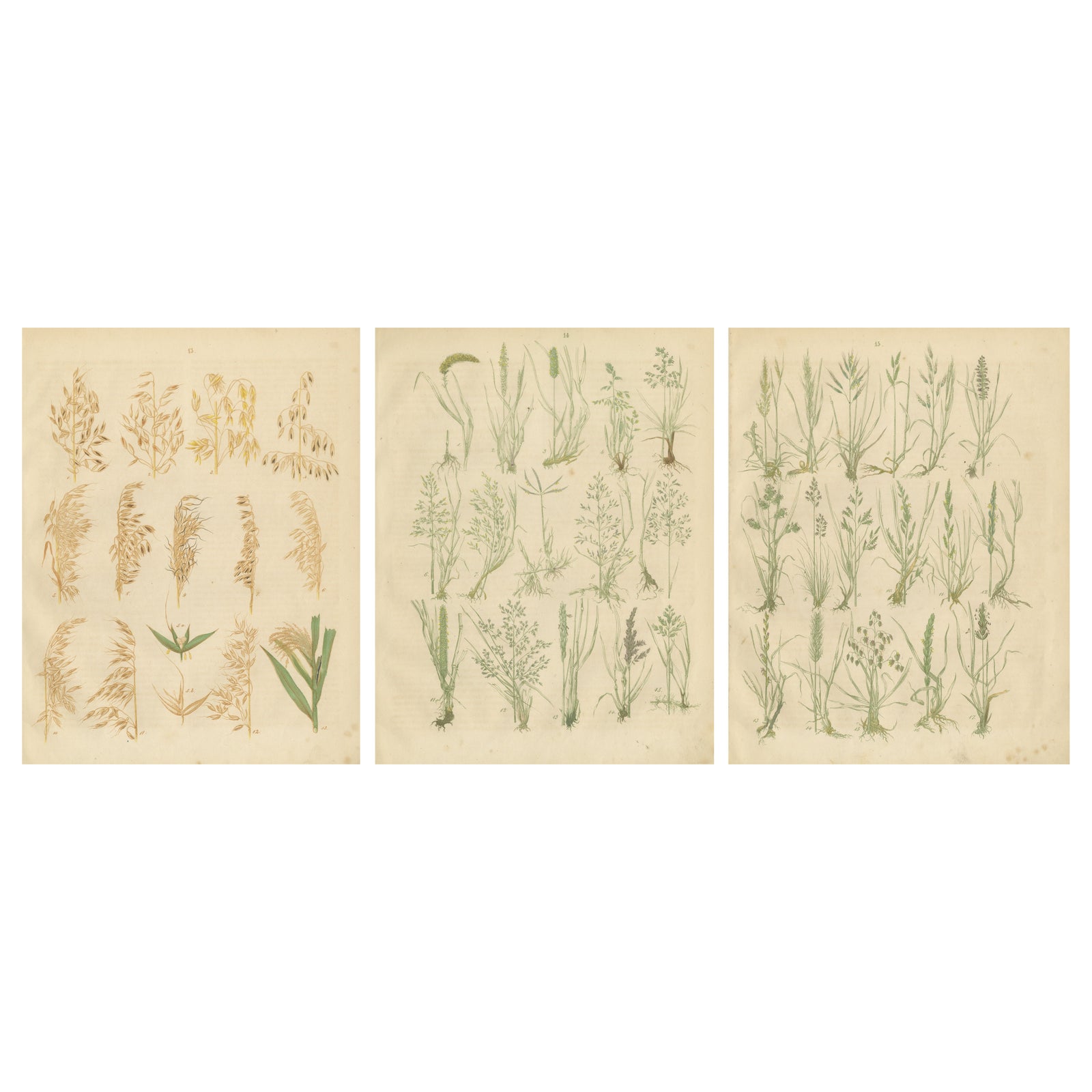 Antique Oats and Wild Grasses Prints, Botanical Lithographs, 1852