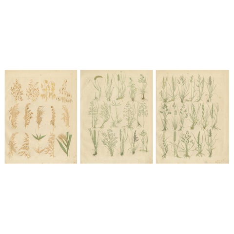 Antique Oats and Wild Grasses Prints, Botanical Lithographs, 1852