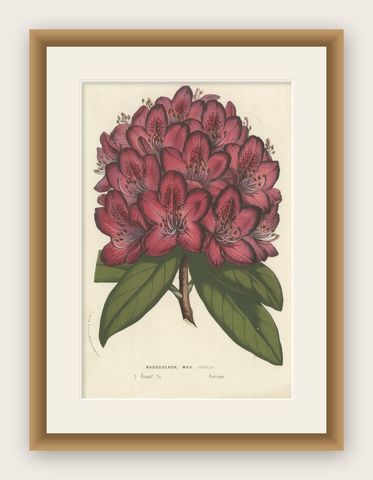 Othello Rhododendron Botanical Illustration by Louis van Houtte, 19th Century, shown framed