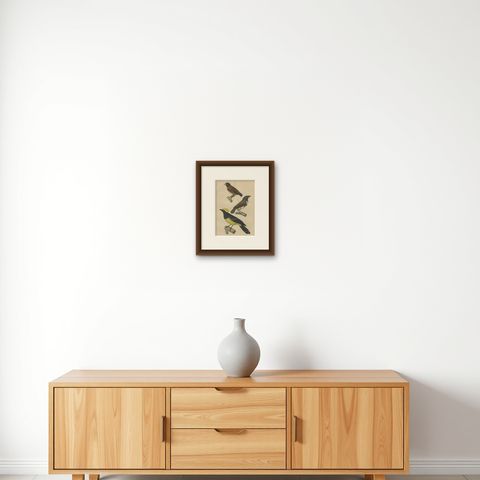 Antique Bird Print Showing A Sultan Tit, a Cuban Finch and a Magpie Mannikin, shown framed on a wall