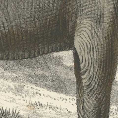 Old Antique Hand-Colored Print of an Indian Elephant, ca.1860, close-up 2