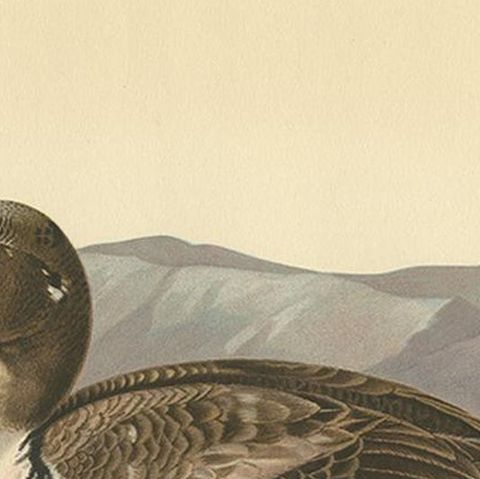 Antique Bird Print of the Common Eider by Von Wright, 1929, close-up 1