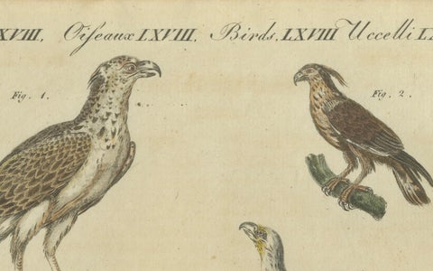 Birds of Prey: Hand-Colored Engraving of Raptors, Published in 1805 by Bertuch, close-up 3