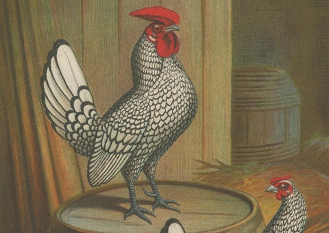 The Silver-Laced Bantam - A Rare 19th Century Poultry Lithograph, close-up 3