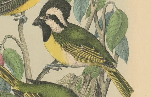 1862 Trio of Yellow-Breasted Tits - Rare Hand-Colored Lithograph from Hoffmann, close-up 3