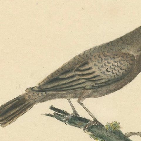 Old Original Engraving of the Female The Black-faced Bunting, 1794, close-up 6