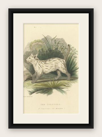 Antique Print with Hand Coloring of a Pampas Cat, shown framed