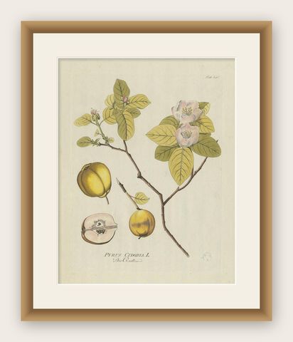 Antique Botany Print of a Quince Tree by Plenck, 'circa 1790', shown framed