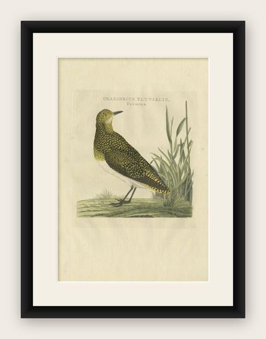 Antique Bird Print of the Female Eurasian Golden Plover by Sepp & Nozeman, 1797, shown framed